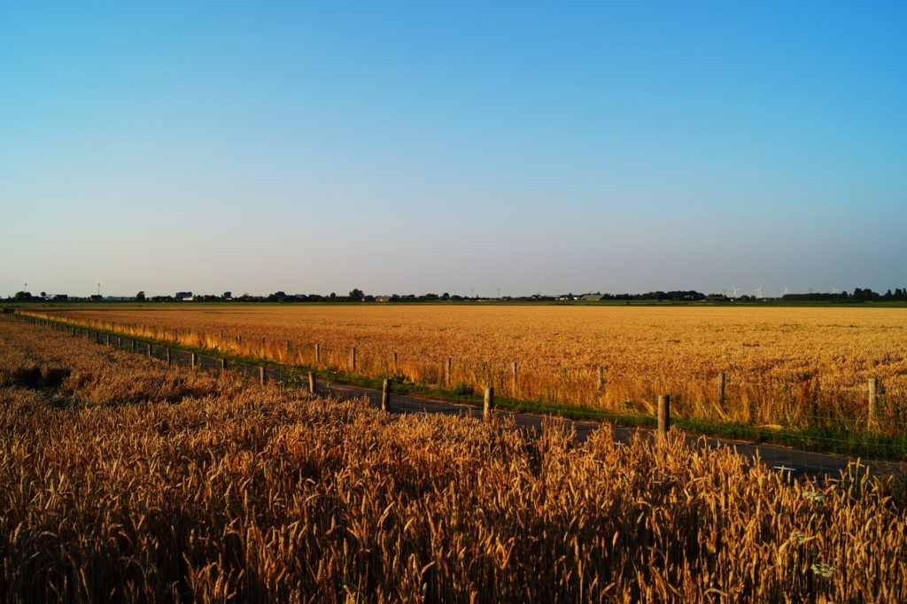 Country road inbetween two wheat fields